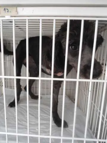 Cachorro ra a SRD idade 1 ano nome Xuxa