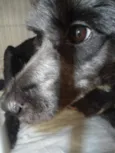Xuxa