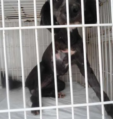 Cachorro ra a SRD idade 1 ano nome Xuxa