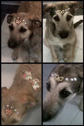 Cachorro raça Vira - Lata idade 1 ano nome Pipoca e Pequena