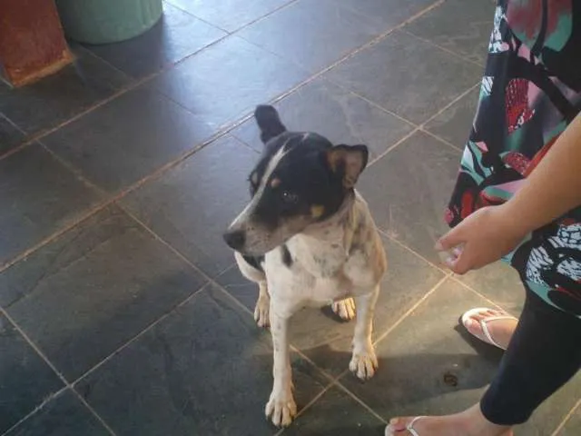 Cachorro raça SRD idade 3 anos nome Caterine