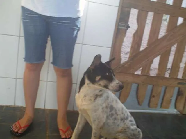 Cachorro raça SRD idade 3 anos nome Caterine