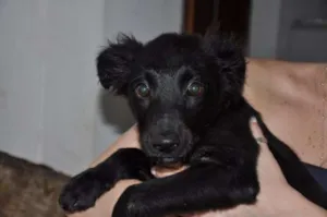 Cachorro raça SRD idade 7 a 11 meses nome Speedy