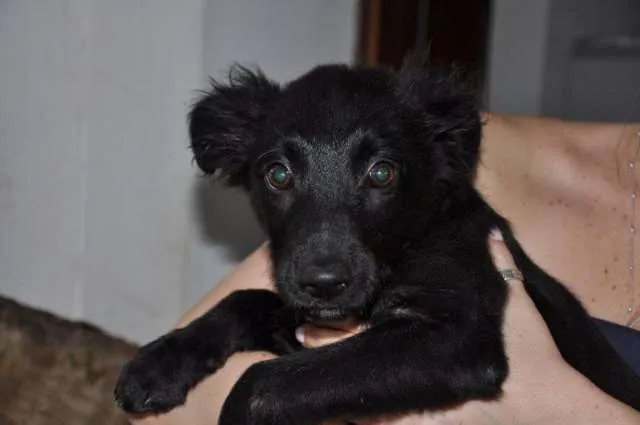 Cachorro raça SRD idade 7 a 11 meses nome Speedy