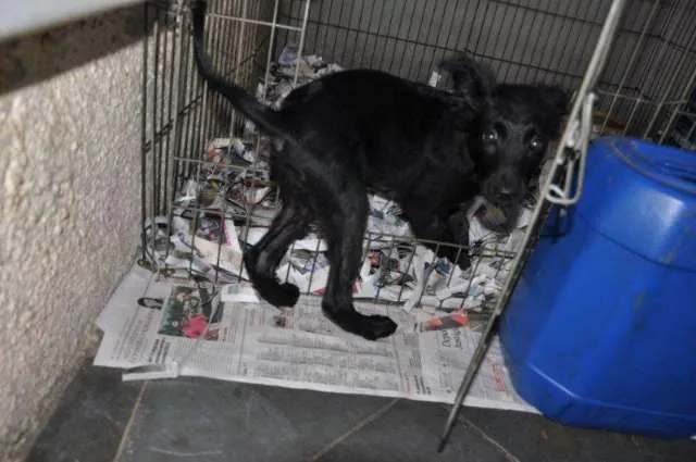 Cachorro raça SRD idade 7 a 11 meses nome Speedy