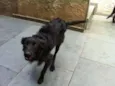 Speedy