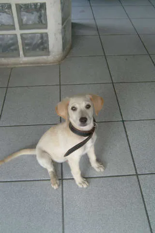 Cachorro ra a srd idade 2 a 6 meses nome sem nome