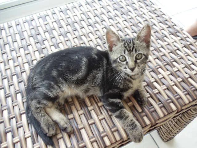 Gato ra a SRD idade 2 a 6 meses nome Romeu