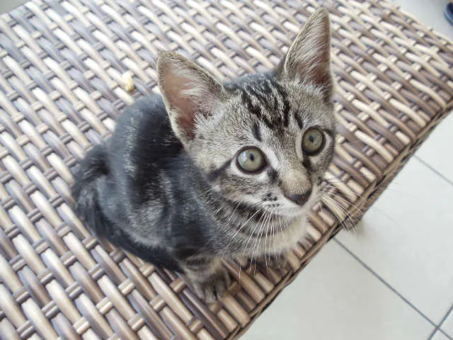 Gato ra a SRD idade 2 a 6 meses nome Romeu