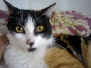 Gato raça indefinida idade 7 a 11 meses nome sookie