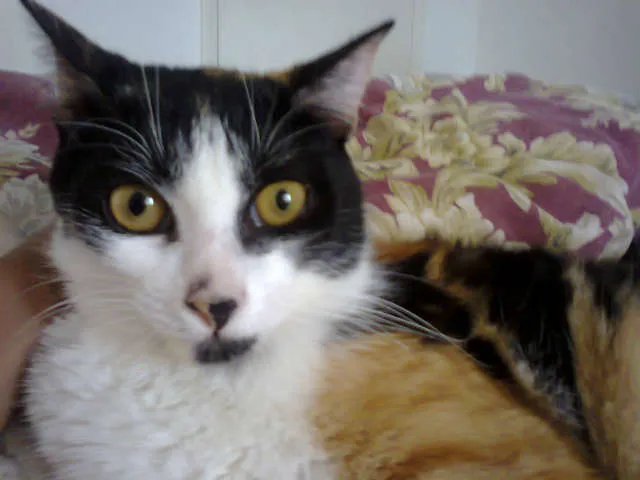 Gato ra a indefinida idade 7 a 11 meses nome sookie