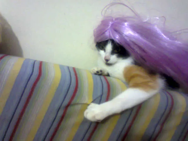Gato ra a indefinida idade 7 a 11 meses nome sookie