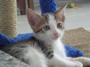 Gato raça SRD idade Abaixo de 2 meses nome Francisco