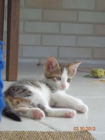 Gato ra a SRD idade Abaixo de 2 meses nome Francisco