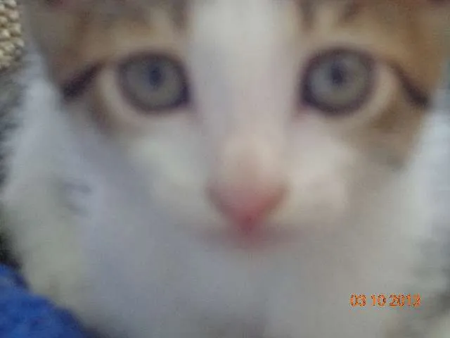 Gato ra a SRD idade Abaixo de 2 meses nome Francisco