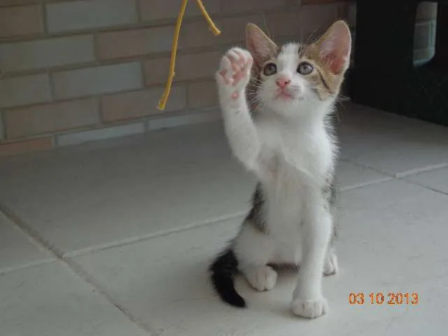 Gato ra a SRD idade Abaixo de 2 meses nome Francisco