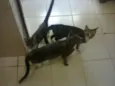 Mimi, Raj, Chanel