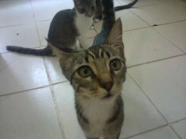 Gato ra a SRD idade 2 a 6 meses nome Mimi, Raj, Chanel