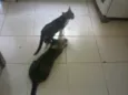 Mimi, Raj, Chanel