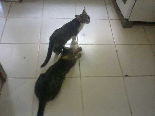 Gato ra a SRD idade 2 a 6 meses nome Mimi, Raj, Chanel