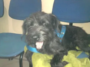 Cachorro raça mix terrier idade 7 a 11 meses nome Pietra
