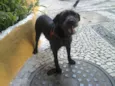 Pietra