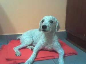 Cachorro raça Poodle idade 3 anos nome Branquinho