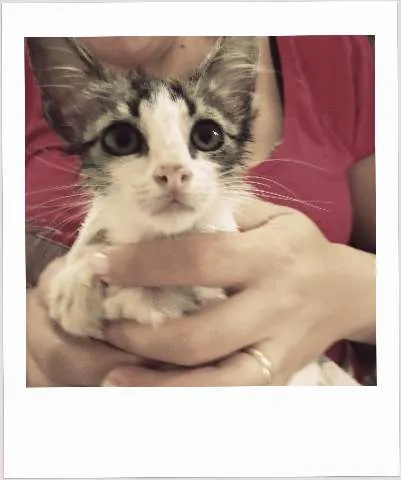 Gato ra a  idade 2 a 6 meses nome Gata filhote