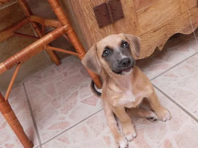 Cachorro ra a SRD idade 2 a 6 meses nome Vicky