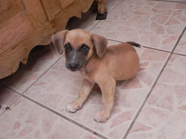 Cachorro ra a SRD idade 2 a 6 meses nome Vicky