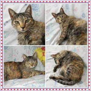 Gato raça SRD idade 5 anos nome Kiara