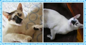 Gato raça Sialata idade 2 anos nome Blanco