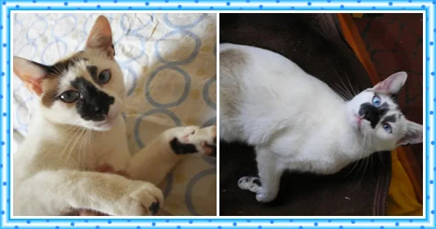 Gato ra a Sialata idade 2 anos nome Blanco