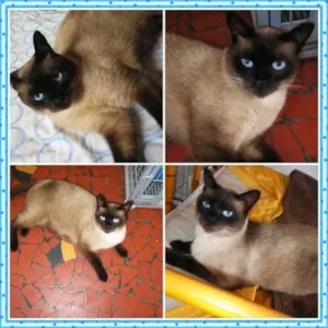 Gato raça Siamês idade 2 anos nome Jack