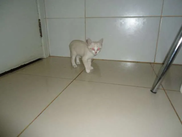 Gato ra a Só deus sabe idade Abaixo de 2 meses nome Sem nomes
