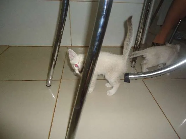 Gato ra a Só deus sabe idade Abaixo de 2 meses nome Sem nomes