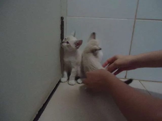 Gato ra a Só deus sabe idade Abaixo de 2 meses nome Sem nomes