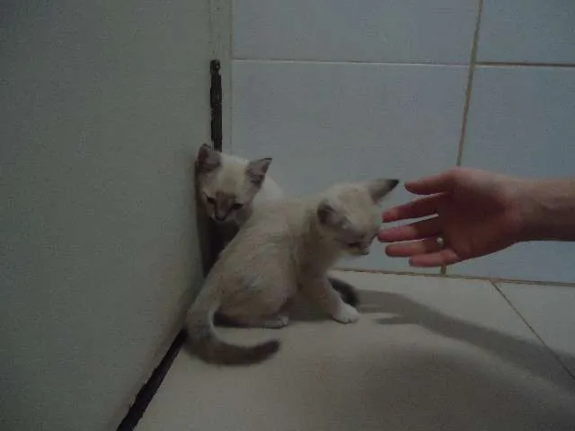 Gato ra a Só deus sabe idade Abaixo de 2 meses nome Sem nomes