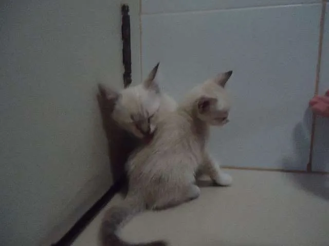 Gato ra a Só deus sabe idade Abaixo de 2 meses nome Sem nomes