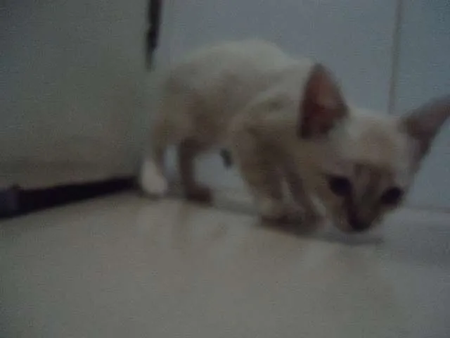 Gato ra a Só deus sabe idade Abaixo de 2 meses nome Sem nomes