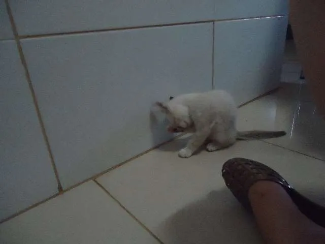 Gato ra a Só deus sabe idade Abaixo de 2 meses nome Sem nomes