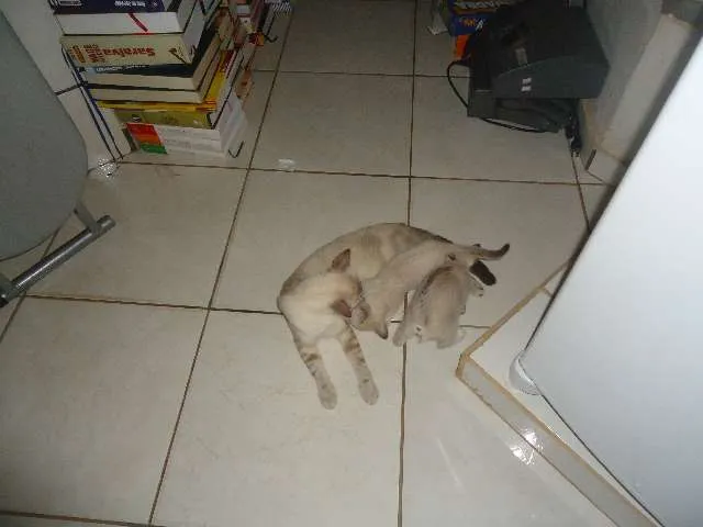 Gato ra a Só deus sabe idade Abaixo de 2 meses nome Sem nomes