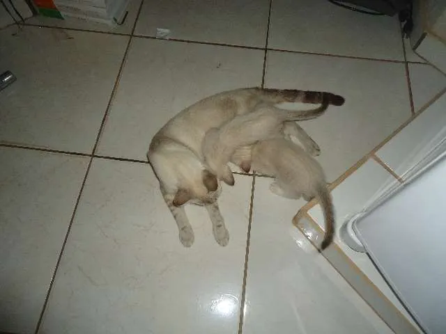 Gato ra a Só deus sabe idade Abaixo de 2 meses nome Sem nomes