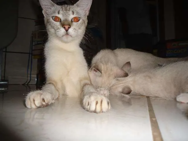 Gato ra a Só deus sabe idade Abaixo de 2 meses nome Sem nomes