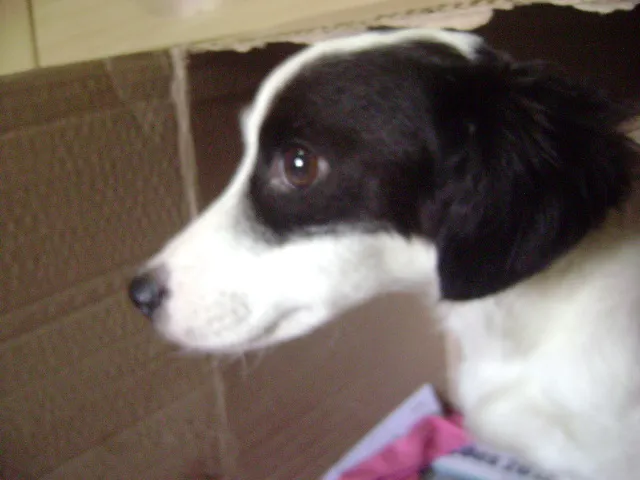 Cachorro ra a SRD  idade 2 anos nome Biela