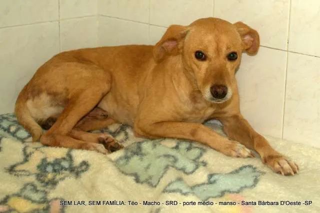 Cachorro ra a Não Definida idade 2 anos nome Téo