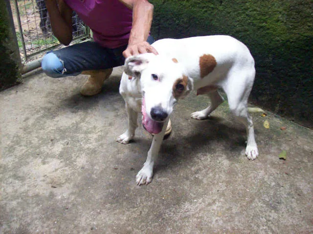 Cachorro ra a SRD idade 1 ano nome Pirata