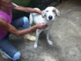 Pirata