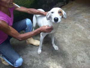 Cachorro raça SRD idade 1 ano nome Pirata