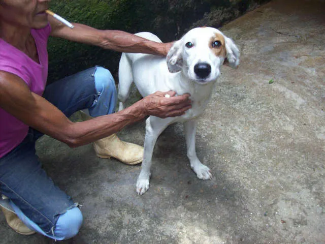 Cachorro ra a SRD idade 1 ano nome Pirata
